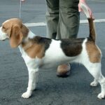 Rasa psa Beagle