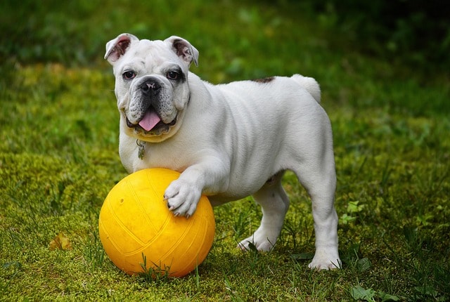 english bulldog, bulldog, ball, dog, pet, white dog, canine, domestic, domestic dog, portrait, dog portrait, mammal, nature, animal