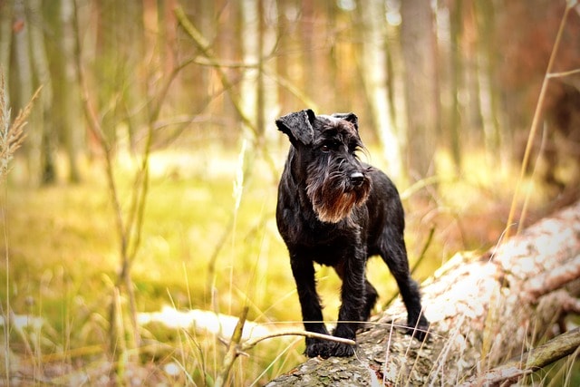miniature schnauzer, nature, pet, dog, dog photography, animal, forest