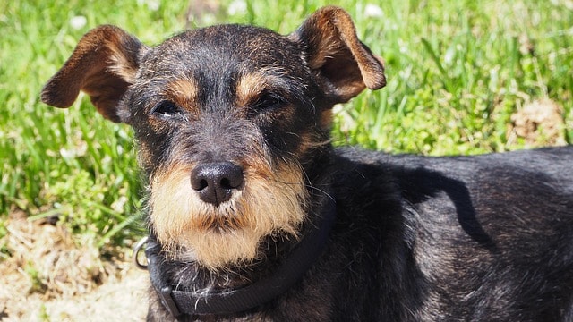 dog, pet, animal, miniature pinscher, nature, schnauzer