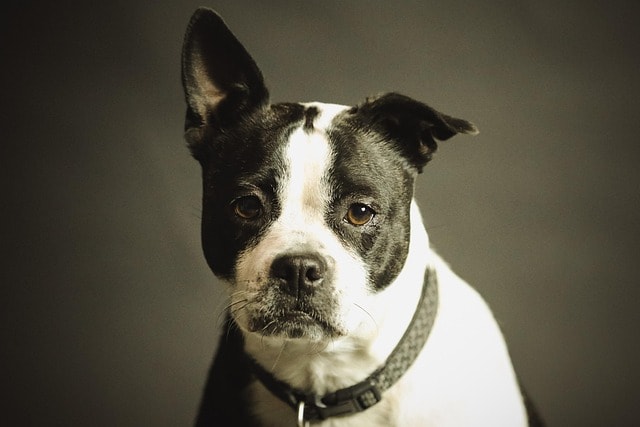dog, pet, collar, dog collar, domestic, domestic dog, black and white dog, canine, portrait, nature, dog portrait, mammal, animal, purebred