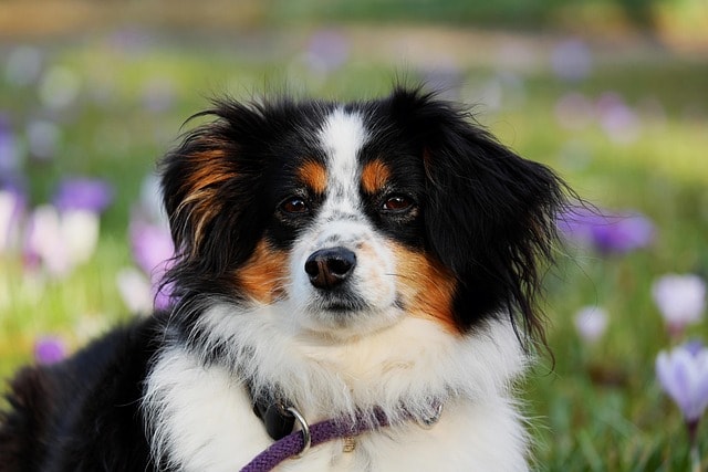 australian shepherd, dog, animal, herding dog, good-natured, protective, female dog, pet, purebred dog, animal portrait, dog head, eyes, dog look, nature, snout, domestic animal, creature