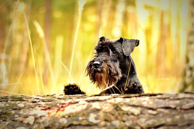 miniature schnauzer, black, dog, pet, animal, schnauzer, nature, pet photography, forest