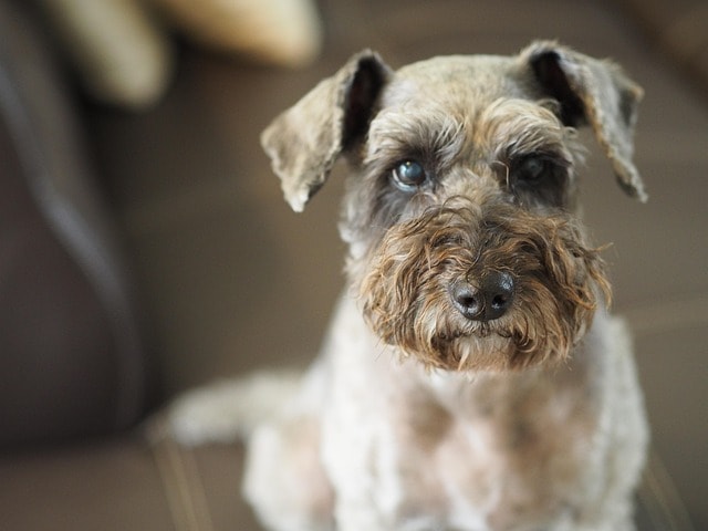 schnauzer poodle, dog breed, dog, animal, portrait, pet, sit, noodle