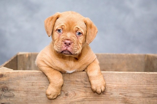 puppy, dog, pet, cute, brown dog, nature, purebred, dog breed, portrait, dog portrait, mammal, animal, domestic, domestic dog, canine