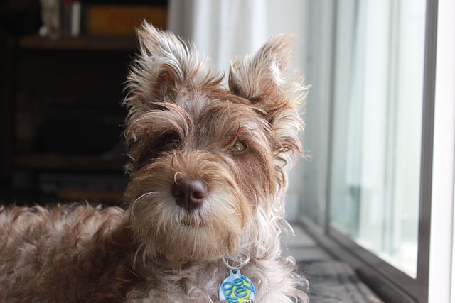 pet, puppy, nature, furry friend, dog, animal, cute, adorable, canine, doggy, brown, purebred, miniature schnauzer, portrait, breed, pedigree