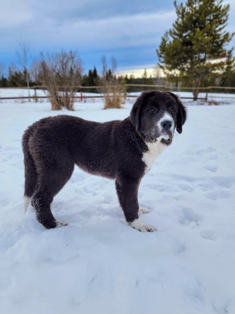 A Central Asian Shepherd dog standing in a snowy winter landscape outdoors.