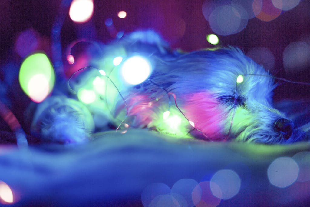 A cute dog sleeping peacefully under vibrant fairy lights, creating a dreamy ambiance.