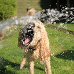 A Golden Doodle dog joyfully playing in a garden sprinkler on a sunny summer day.