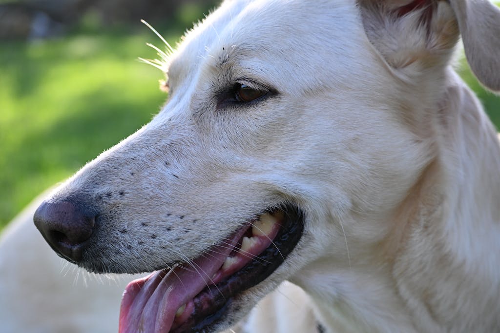 A joyful close-up of a white dog enjoying a sunny day, capturing happiness and warmth.