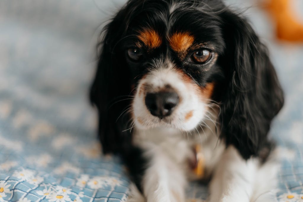 Adorable Cavalier King Charles Spaniel lying on a floral-patterned bed cover, looking intently.