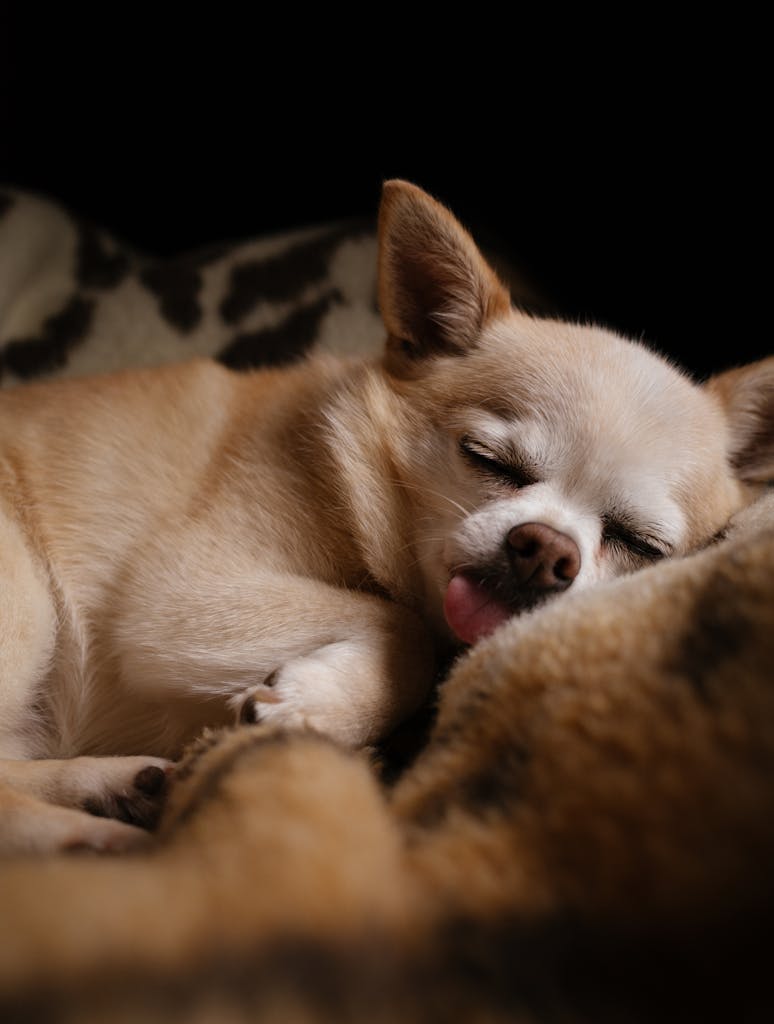 Adorable Chihuahua puppy peacefully sleeping under a warm, cozy blanket.