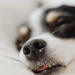 Adorable close-up of a sleeping puppy with a tiny nose and soft fur, capturing peaceful slumber.
