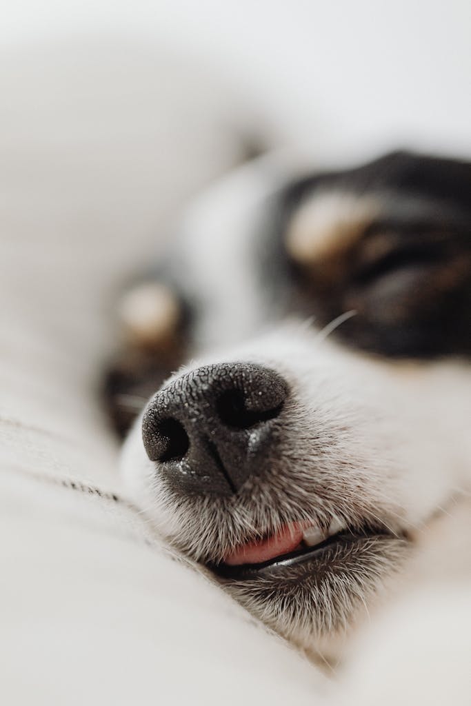 Adorable close-up of a sleeping puppy with a tiny nose and soft fur, capturing peaceful slumber.