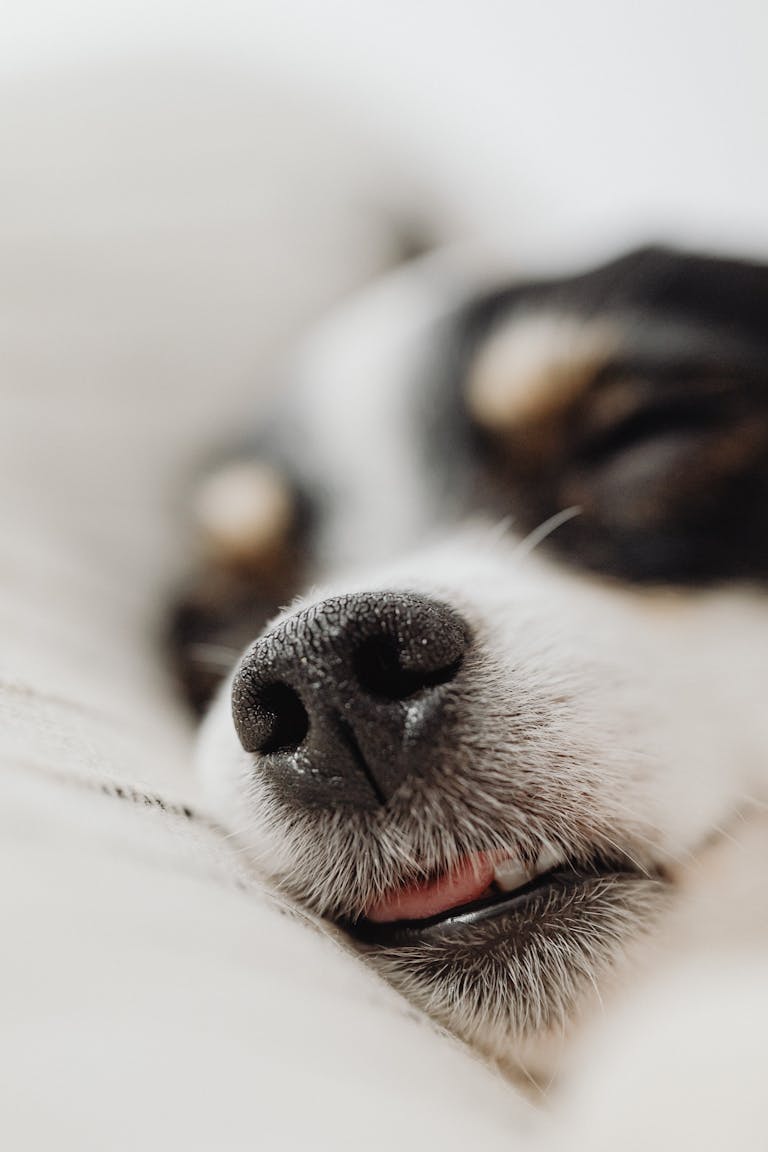 Adorable close-up of a sleeping puppy with a tiny nose and soft fur, capturing peaceful slumber.