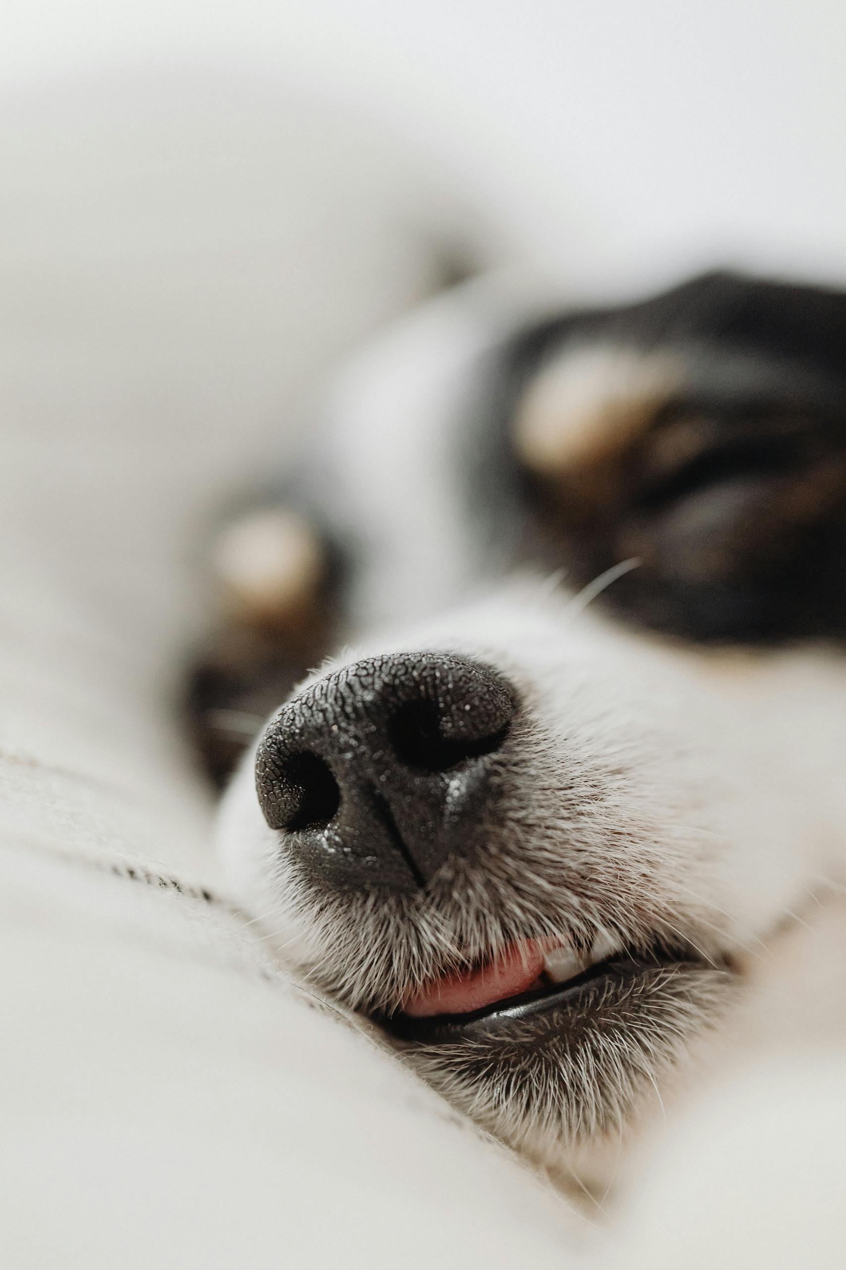 Adorable close-up of a sleeping puppy with a tiny nose and soft fur, capturing peaceful slumber.