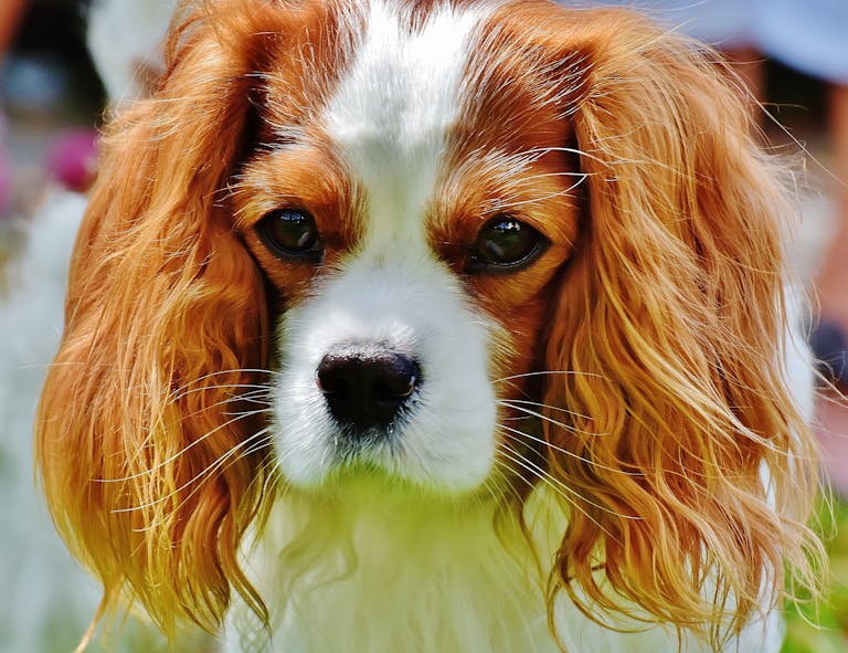 Adorable close-up portrait of a Cavalier King Charles Spaniel puppy with long ears and expressive eyes.