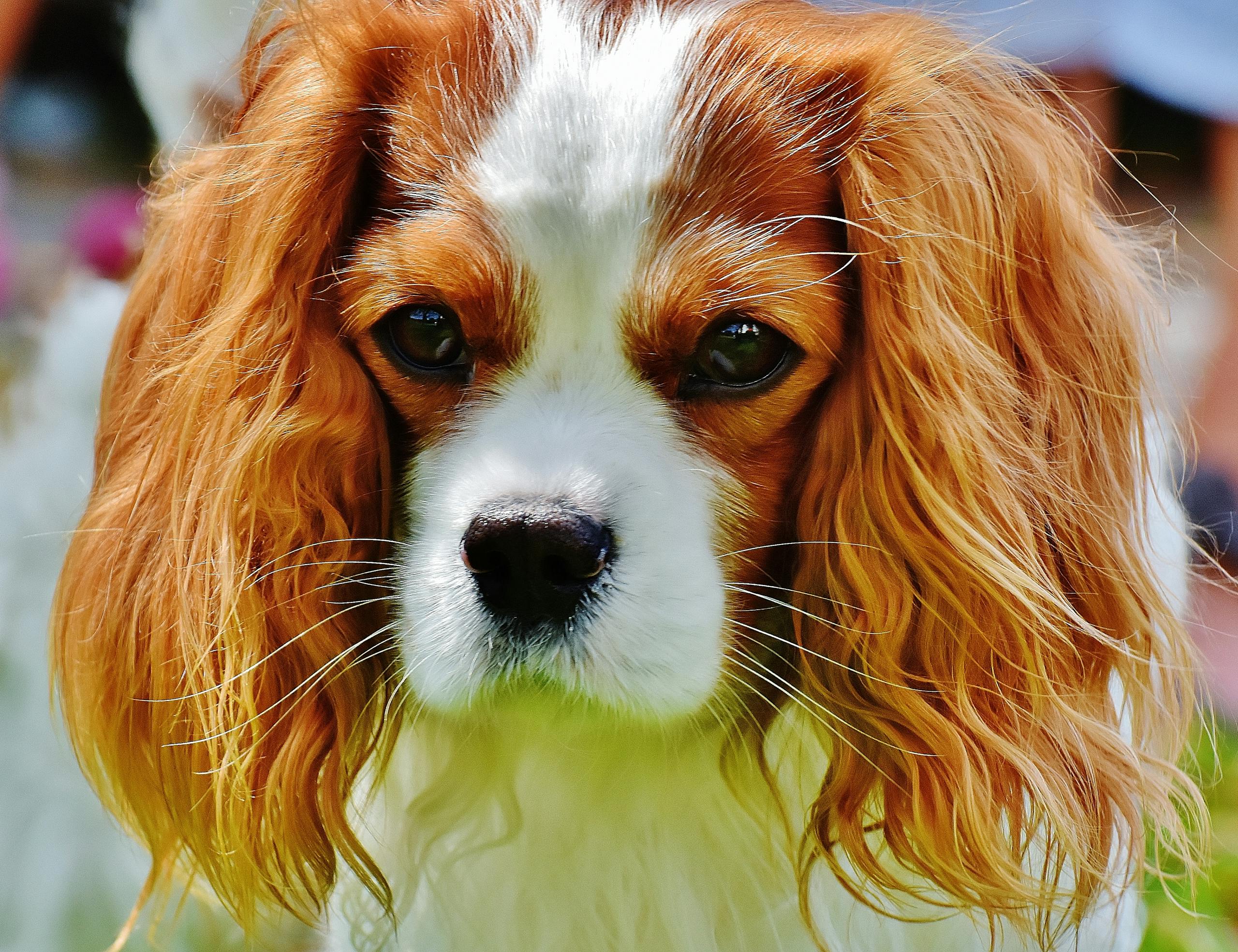 Adorable close-up portrait of a Cavalier King Charles Spaniel puppy with long ears and expressive eyes.
