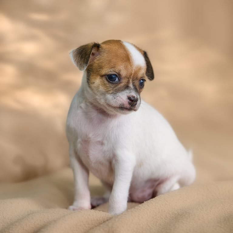 An adorable white and brown Chihuahua puppy sitting on a soft, warm beige blanket. The cute, tiny dog has a curious and innocent expression.