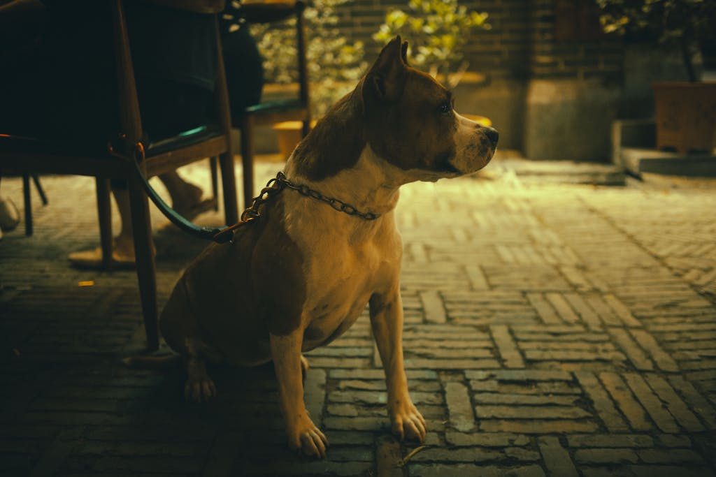 Brown and white dog on a leash, sitting outdoors on cobblestone pavement at night.