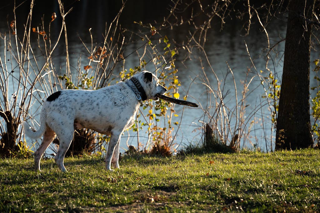Central Asian Shepherd dog holding a stick by a calm lake surrounded by autumn foliage.