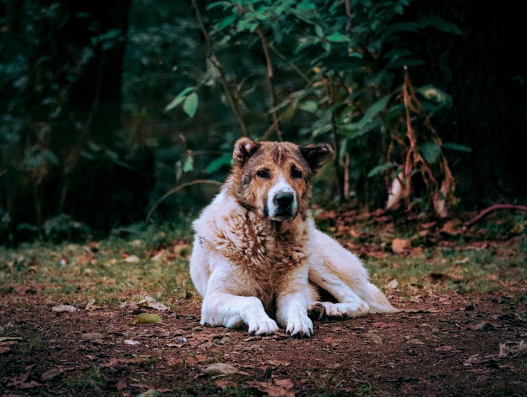 Central Asian Shepherd dog lying on leaves in a forest setting.