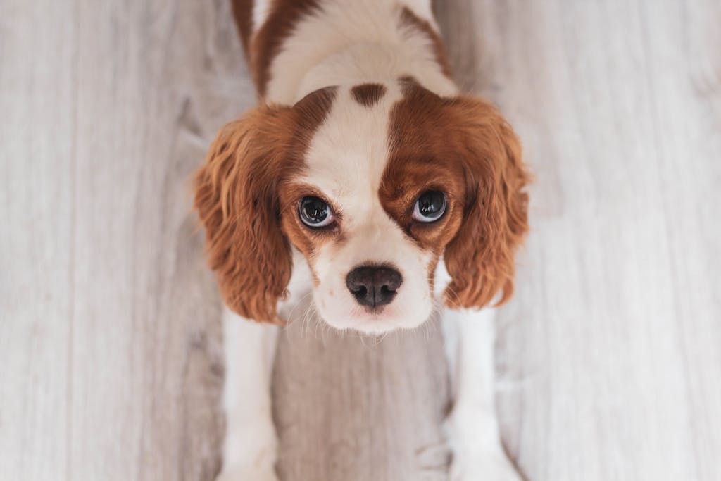 Charming close-up of a Cavalier King Charles Spaniel puppy looking directly at the camera.