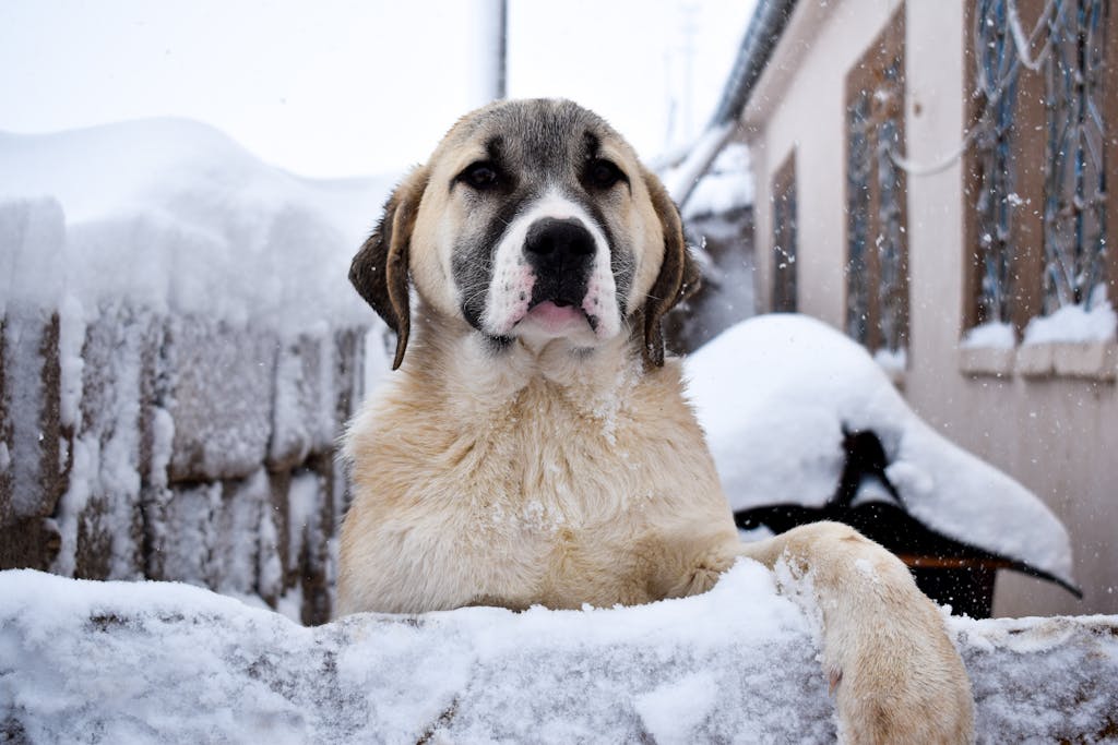 Close-up photo of a Central Asian Shepherd Dog outdoors in a snowy winter setting.