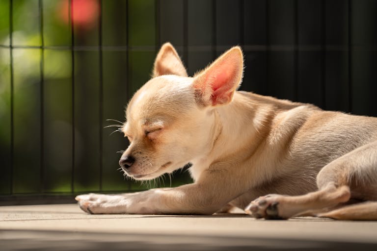 Cute Chihuahua Puppy Sleeping In The Sun