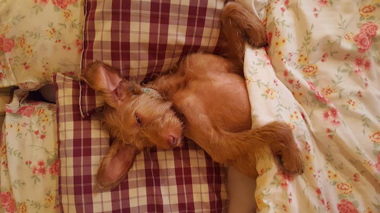 Cute dog comfortably sleeping in bed with floral sheets and pillows.