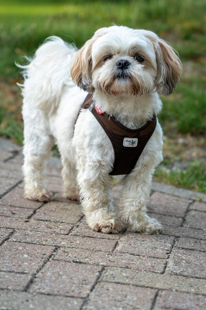 Cute Shih Tzu dog with fluffy coat and harness standing on a brick path outdoors.