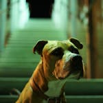 Focused pitbull dog sitting on city steps, illuminated under night lights.