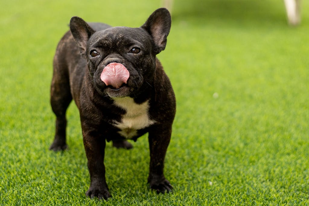 Frenchie or French Bulldog