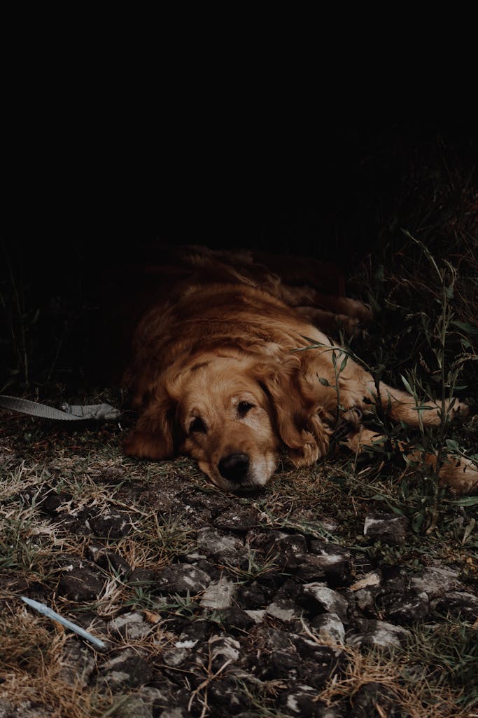 Golden Retriever peacefully resting on grass outdoors, high contrast lighting.
