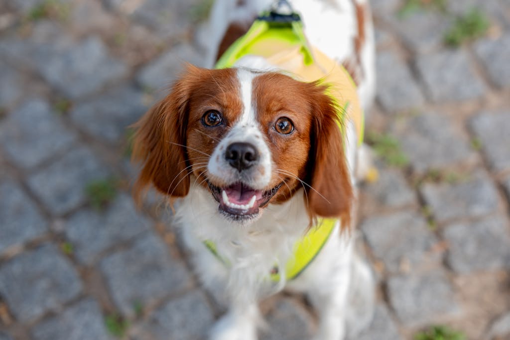 Happy Cavalier King Charles Spaniel in a neon vest on a cobblestone street, İzmir, Türkiye.