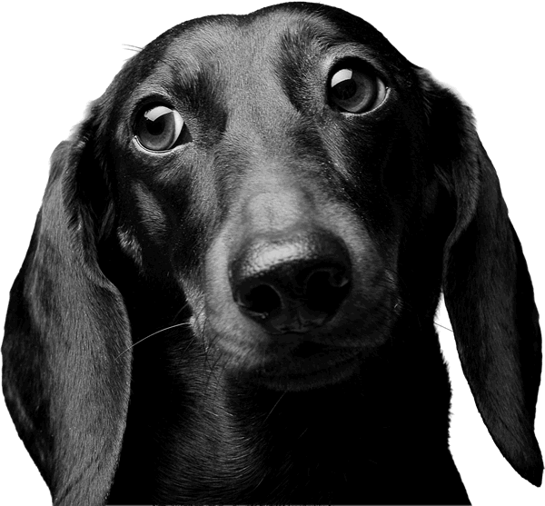 Piesek
