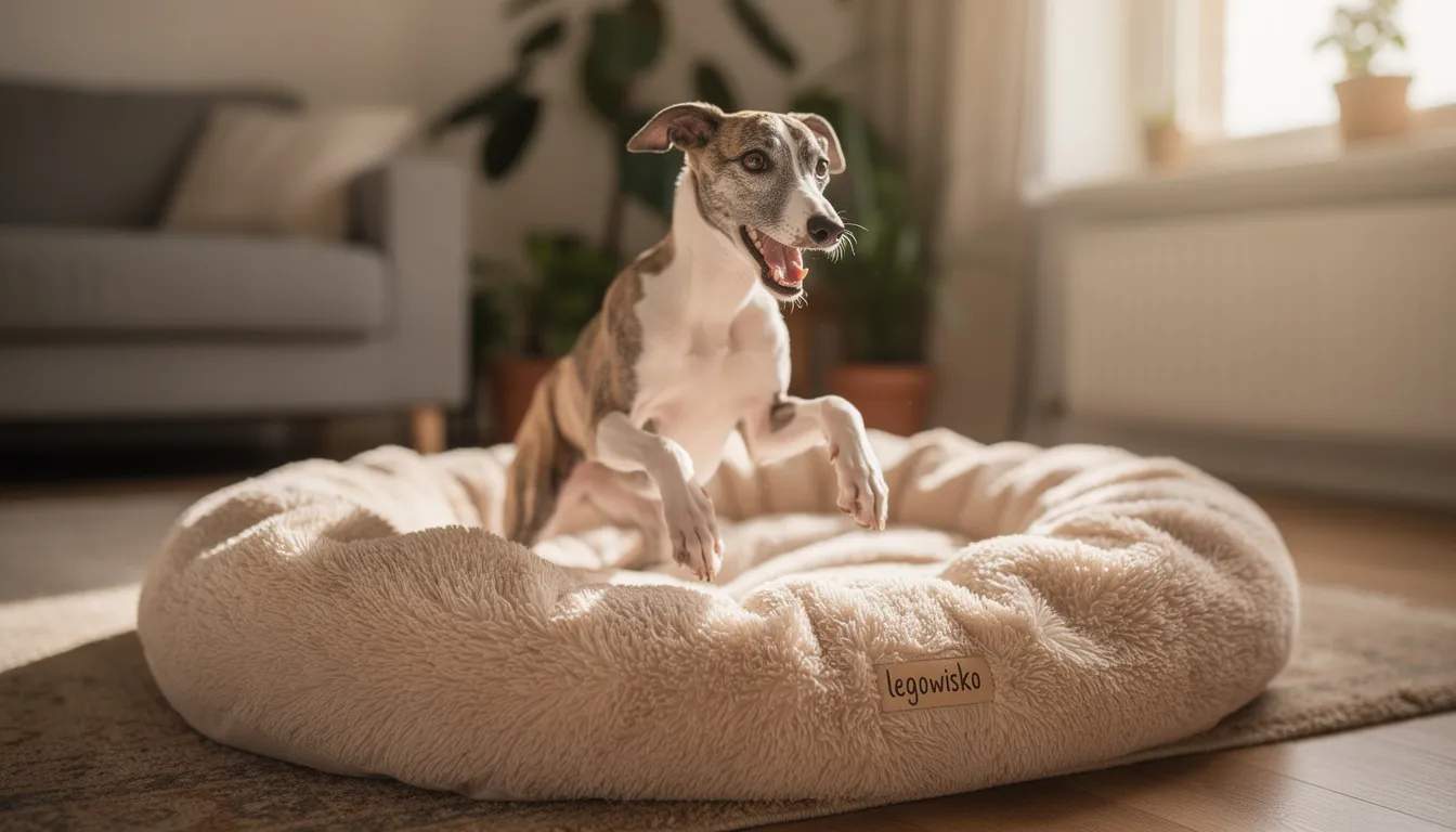 Na miękkim legowisku w domu bawi się szczeniak whippeta, charakteryzujący się krótką sierścią i łagodnym temperamentem. Ten pies rodzinny, znany z silnego przywiązania do swojego opiekuna, cieszy się radosną chwilą zabawy.
